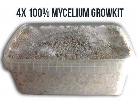 4 Kits de cultivo 100% Micelio Medianos (1200cc)
